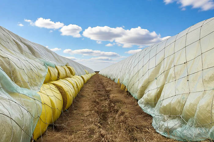 山东潍坊青贮饲料
