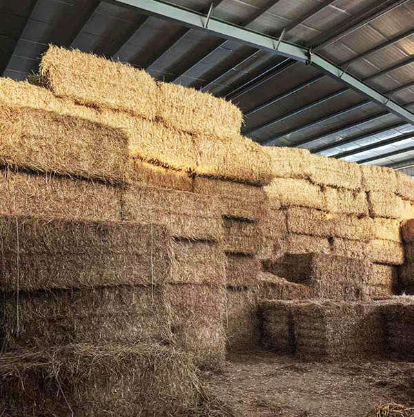 山东牛羊马干草饲料