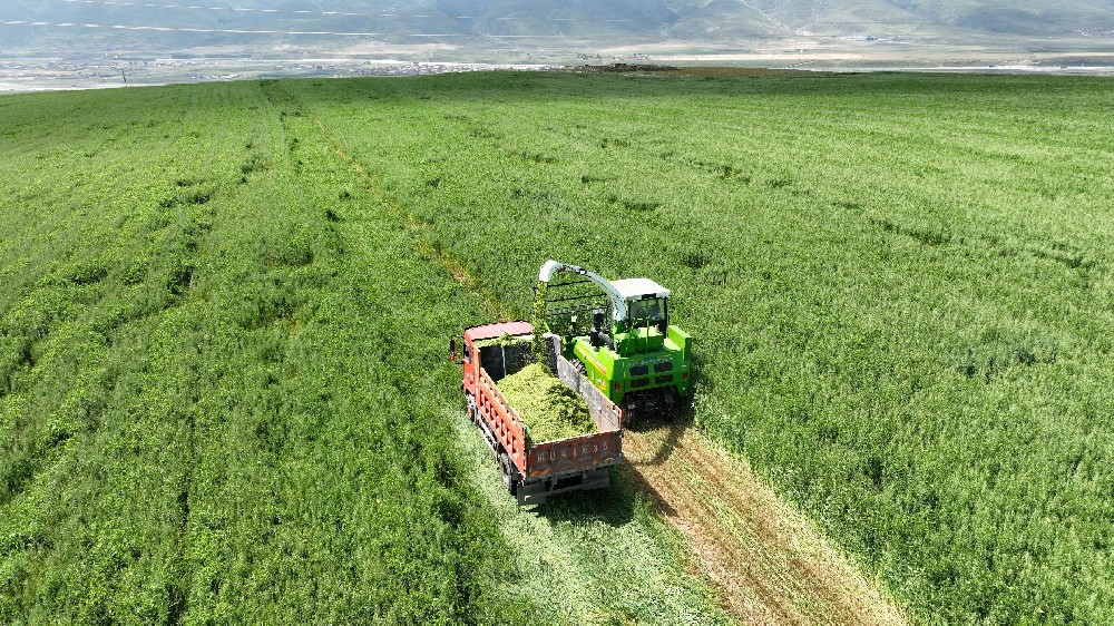 山东养牛以青草为主的季节不宜添喂尿素！